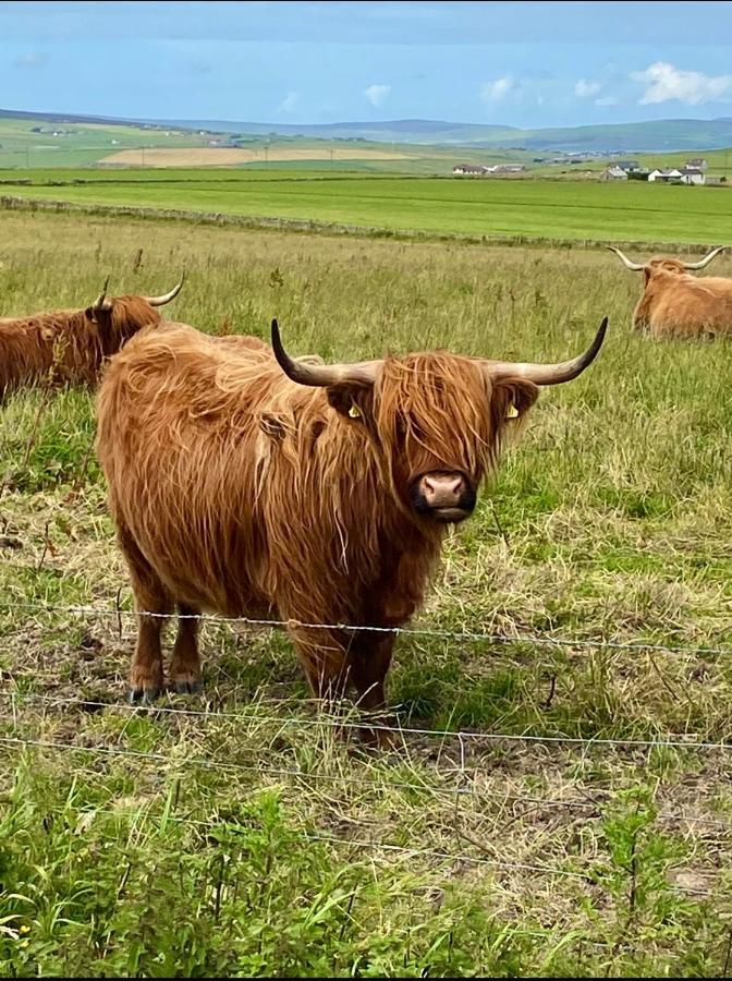 Peedie Cott Self-Catering, Orkney Saint Margarets Hope Eksteriør bilde